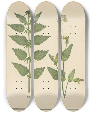 Triptych art skateboard deck of Sebastian Kneipp Plantatlas To My Watercure Pl36 by Sebastian Kneipp (1821-1897)