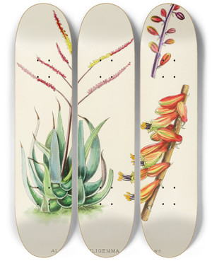 Triptych art skateboard deck of Illtyd Buller Poleevans Aloe Globuligemma by Illtyd Buller Pole-Evans (1879-1968)