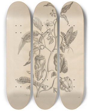 Triptych art skateboard deck of Maria Sibylla Merian Dissertatio De Generatione Et Metamorphosibus Insectorum Surinamensium Pl55 by Maria Sibylla Merian (1647-1717)