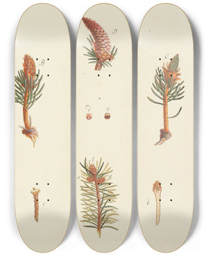 Triptych art skateboard deck of Carl Christoph Oelhafen Von Schllenbach Abbildung Der Wilden Bume Stauden Und Buschgewchse Pl010 by Carl Christoph Oelhafen Von Schollenbach (1709-1785)