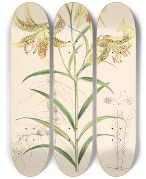 Triptych art skateboard deck of Walter Hood Fitch Lilium Leichtlinii by Walter Hood Fitch (1817-1892)