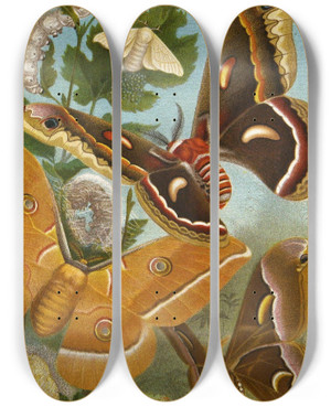 Triptych art skateboard deck of Alfred Edmund Brehm Die Insekten Tausendfussler Und Spinnen Pl 11 by Alfred Edmund Brehm (1829-1884)