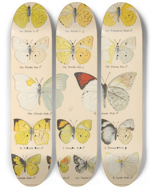Triptych art skateboard deck of Otto Staudinger Exotische Schmetterlinge Pl022 by Otto Staudinger (1830-1900)