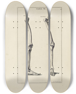 Triptych art skateboard deck of Michael Van Der Gucht Anatomy Improvd And Illustrated With Regard To The Uses Thereof In Designing Pl07 by Michael van der Gucht (1660-1725)