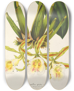 Triptych art skateboard deck of Charles Antoine Lemaire Trichopilia Picta by Charles Antoine Lemaire (1800-1871)