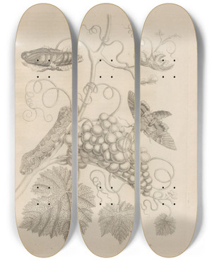 Triptych art skateboard deck of Maria Sibylla Merian Dissertatio De Generatione Et Metamorphosibus Insectorum Surinamensium Pl34 by Maria Sibylla Merian (1647-1717)