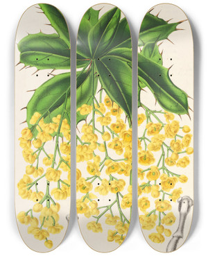 Triptych art skateboard deck of Charles Antoine Lemaire Berberis Jamesonii by Charles Antoine Lemaire (1800-1871)