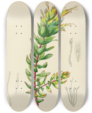 Triptych art skateboard deck of Illtyd Buller Poleevans Mimetes Palustris by Illtyd Buller Pole-Evans (1879-1968)