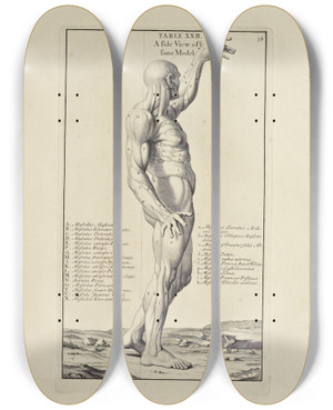Triptych art skateboard deck of Michael Van Der Gucht Anatomy Improvd And Illustrated With Regard To The Uses Thereof In Designing Pl22 by Michael van der Gucht (1660-1725)