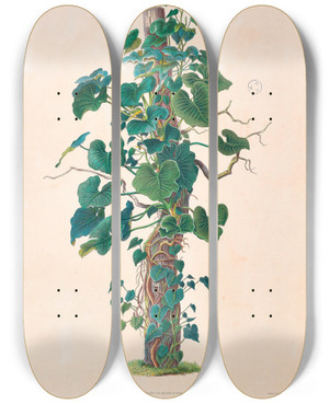 Triptych art skateboard deck of Heinrich Wilhelm Schott Icones Aroidearum Pl01 by Heinrich Wilhelm Schott (1794-1865)