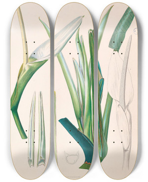 Triptych art skateboard deck of Heinrich Wilhelm Schott Icones Aroidearum Pl03 by Heinrich Wilhelm Schott (1794-1865)
