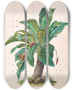 Triptych art skateboard deck of Heinrich Wilhelm Schott Icones Aroidearum Pl11 by Heinrich Wilhelm Schott (1794-1865)