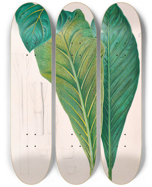 Triptych art skateboard deck of Heinrich Wilhelm Schott Icones Aroidearum Pl16 by Heinrich Wilhelm Schott (1794-1865)