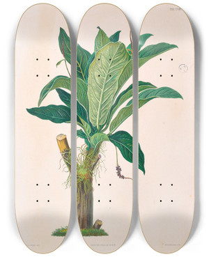 Triptych art skateboard deck of Heinrich Wilhelm Schott Icones Aroidearum Pl18 by Heinrich Wilhelm Schott (1794-1865)