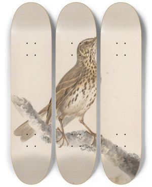 Triptych art skateboard deck of John William Lewin Original Watercolour Drawings Of Birds And Eggs Pl36 by John William Lewin (1770-1819)
