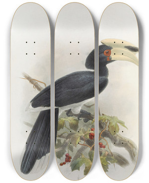 Triptych art skateboard deck of Daniel Giraud Elliot Anthracoceros Fraterculus by Daniel Giraud Elliot (1835-1915)