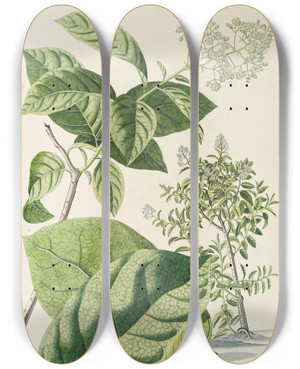 Triptych art skateboard deck of Georg Dionysius Ehret Ehretia by Georg Dionysius Ehret (1708-1770)