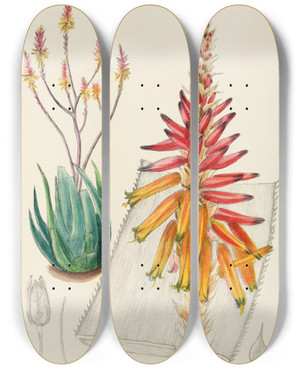 Triptych art skateboard deck of Illtyd Buller Poleevans Aloe Pienaarii by Illtyd Buller Pole-Evans (1879-1968)