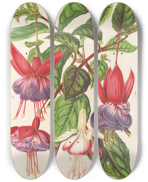 Triptych art skateboard deck of Charles Antoine Lemaire Fuchsia Nouvelles Varits De by Charles Antoine Lemaire (1800-1871)