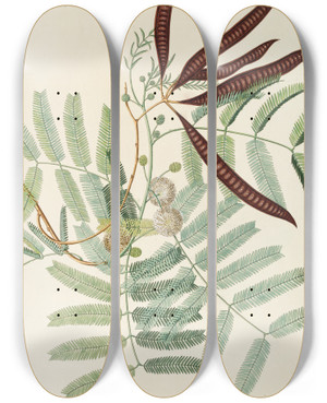 Triptych art skateboard deck of Georg Dionysius Ehret Acacia by Georg Dionysius Ehret (1708-1770)
