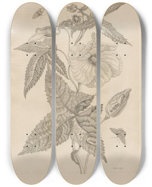 Triptych art skateboard deck of Maria Sibylla Merian Dissertatio De Generatione Et Metamorphosibus Insectorum Surinamensium Pl42 by Maria Sibylla Merian (1647-1717)