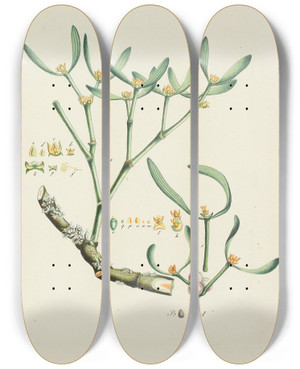 Triptych art skateboard deck of Carl Christoph Oelhafen Von Schllenbach Abbildung Der Wilden Bume Stauden Und Buschgewchse Pl153 by Carl Christoph Oelhafen Von Schollenbach (1709-1785)