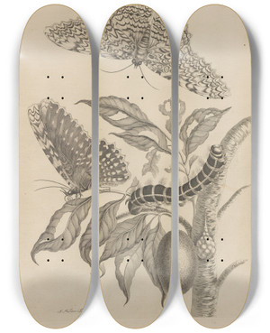 Triptych art skateboard deck of Maria Sibylla Merian Dissertatio De Generatione Et Metamorphosibus Insectorum Surinamensium Pl20 by Maria Sibylla Merian (1647-1717)