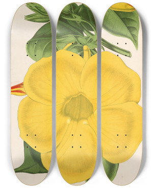 Triptych art skateboard deck of Charles Antoine Lemaire Allamanda Nobilis by Charles Antoine Lemaire (1800-1871)