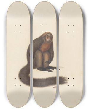 Triptych art skateboard deck of Jeanbaptiste Audebert Le Saki by Jean-Baptiste Audebert (1759-1800)