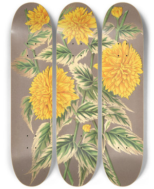 Triptych art skateboard deck of Charles Antoine Lemaire Kerria Japonica Var Fol Argenteovariegatis by Charles Antoine Lemaire (1800-1871)