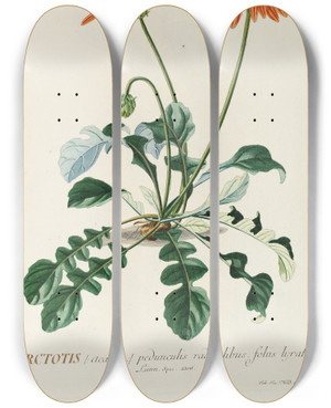 Triptych art skateboard deck of Georg Dionysius Ehret Arctotis by Georg Dionysius Ehret (1708-1770)