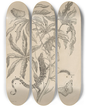 Triptych art skateboard deck of Maria Sibylla Merian Dissertatio De Generatione Et Metamorphosibus Insectorum Surinamensium Pl04 by Maria Sibylla Merian (1647-1717)