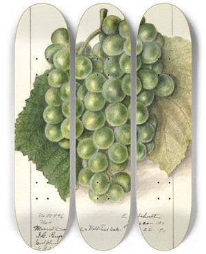 Triptych art skateboard deck of Ellen Isham Schutt Vitis_2 by Ellen Isham Schutt (1873-1955)