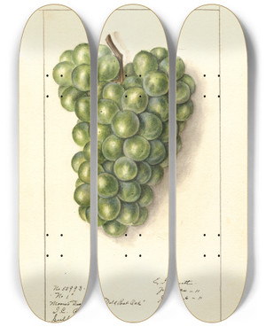 Triptych art skateboard deck of Ellen Isham Schutt Vitis_1 by Ellen Isham Schutt (1873-1955)