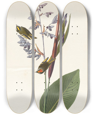 Triptych art skateboard deck of John James Audubon Golden Crestedwren by John James Audubon (1785-1851)