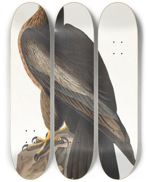 Triptych art skateboard deck of John James Audubon Bird Of Washington by John James Audubon (1785-1851)