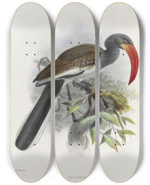 Triptych art skateboard deck of Daniel Giraud Elliot Tockus Monteiri by Daniel Giraud Elliot (1835-1915)