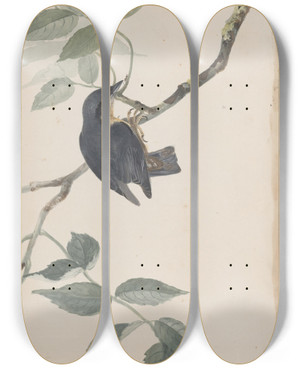 Triptych art skateboard deck of John William Lewin Original Watercolour Drawings Of Birds And Eggs Pl38 by John William Lewin (1770-1819)