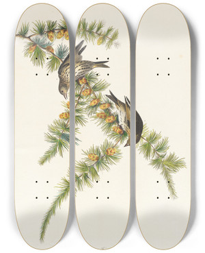 Triptych art skateboard deck of John James Audubon Pine Finch by John James Audubon (1785-1851)