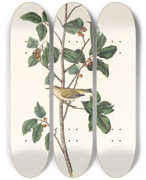 Triptych art skateboard deck of John James Audubon Tennessee Warbler by John James Audubon (1785-1851)
