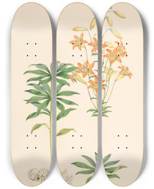 Triptych art skateboard deck of Walter Hood Fitch Lilium Parvum by Walter Hood Fitch (1817-1892)