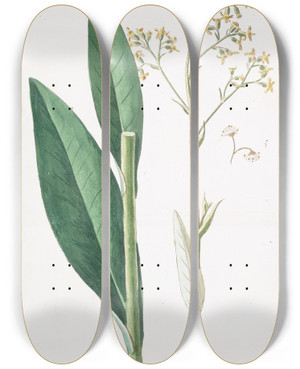 Triptych art skateboard deck of Giorgio Bonelli Scabiosa Sive Succisa Glabra Scabiosa Scabieuse Devilsbit by Giorgio Bonelli (1742-1782)