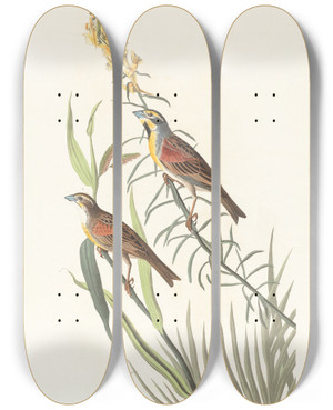 Triptych art skateboard deck of John James Audubon Blackthroated Bunting by John James Audubon (1785-1851)