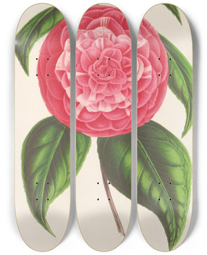 Triptych art skateboard deck of Charles Antoine Lemaire Camellia Petazzi by Charles Antoine Lemaire (1800-1871)