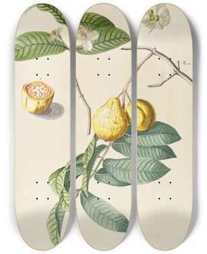 Triptych art skateboard deck of Georg Dionysius Ehret Guaiaba by Georg Dionysius Ehret (1708-1770)