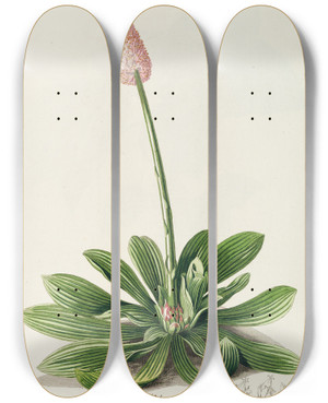 Triptych art skateboard deck of Georg Dionysius Ehret Veratrum by Georg Dionysius Ehret (1708-1770)
