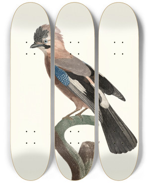 Triptych art skateboard deck of Jacques Barraband Le Geai Deurope by Jacques Barraband (1767-1809)