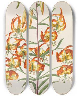 Triptych art skateboard deck of Christoph Jakob Trew Plantae Selectae by Christoph Jakob Trew (1695-1769)