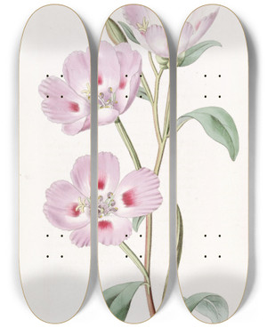 Triptych art skateboard deck of Sydenham Edwards The Spotted Blush Oenothera by Sydenham Edwards (1768-1819)