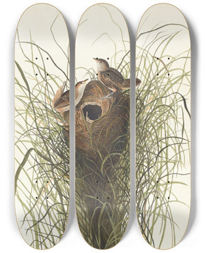 Triptych art skateboard deck of John James Audubon Nutalls Lessermarsh Wren by John James Audubon (1785-1851)